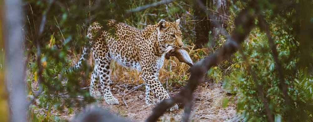 south africa tourism - safari